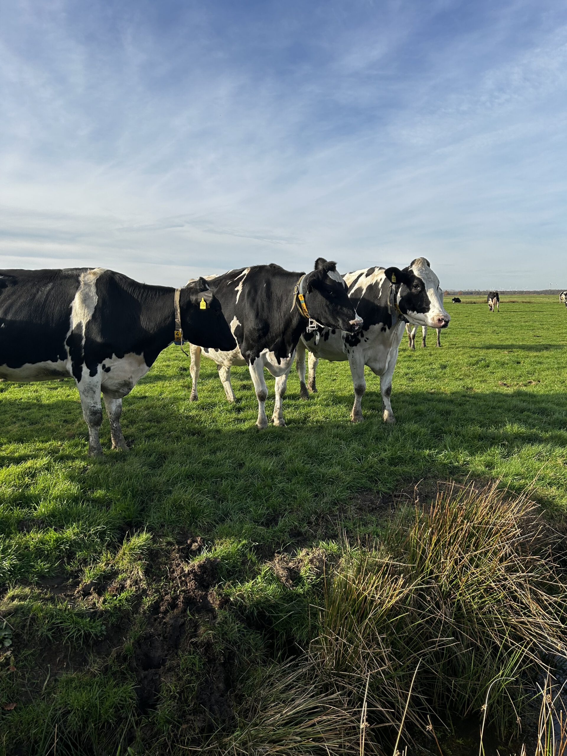 Emden, Ausflüge rund um Emden, Fahrradtouren